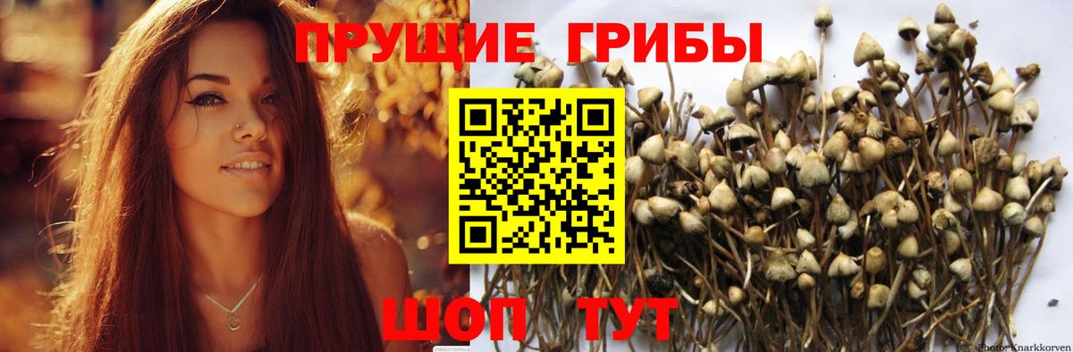 Галлюциногенные грибы Cubensis Гай